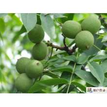 核桃專(zhuān)用抗旱保水劑